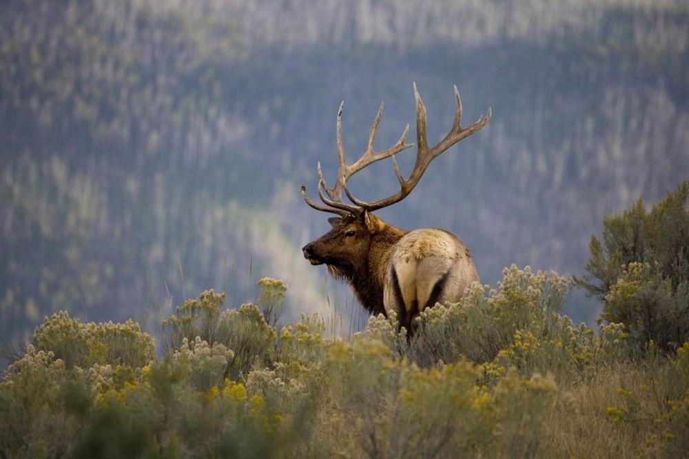 Oso Blanco Villa Ruidoso Eksteriør billede
